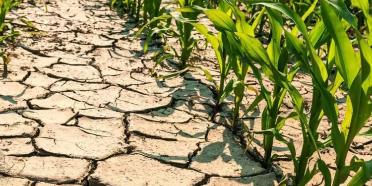 Siccità in Basilicata: richiesto lo stato di calamità al Masaf