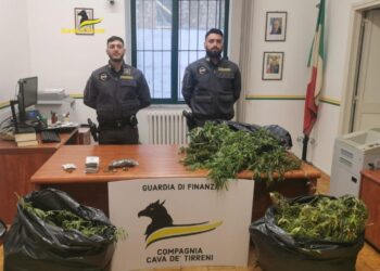 Cava de’ Tirreni: la Finanza sequestra 15 piante di canapa e oltre 300 grammi di marijuana