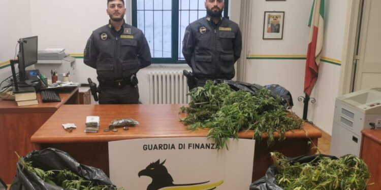 Cava de’ Tirreni: la Finanza sequestra 15 piante di canapa e oltre 300 grammi di marijuana