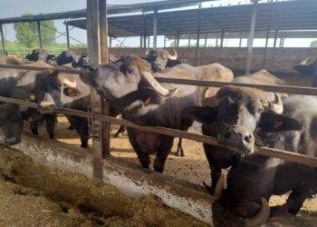 Campania. Coldiretti e CIA: “Salvaguardiamo il prezzo del latte di bufala”