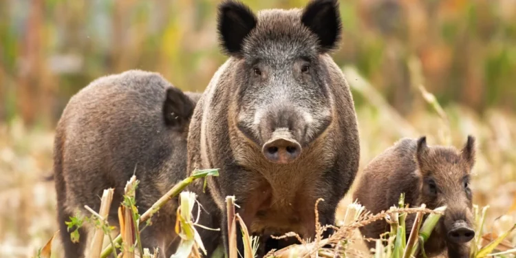 Emergenza cinghiali: dal Parco arrivano i contributi per l’acquisto di  recinzioni elettrificate