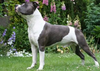 Sant’Arsenio. Cane amstaff aggredisce una giovane e il suo cane