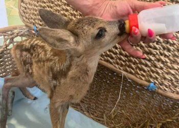 Il Parco Giada di Lagonegro si prepara ad accogliere un nuovo Centro di Recupero Animali Selvatici