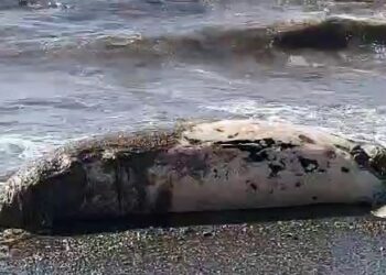 Ritrovata carcassa di cetaceo nella baia di Sapri. Si tratta di una balenottera