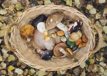 Oliveto Citra: grave intossicazione da funghi per una coppia