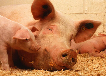 Peste suina in Cilento e Vallo di Diano, l’Asl acconsente alla ripresa della macellazione