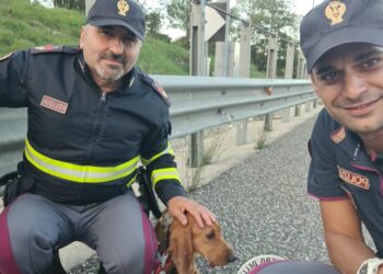 Cane abbandonato vaga in autostrada impaurito: salvato dagli agenti della Polizia Stradale di Eboli