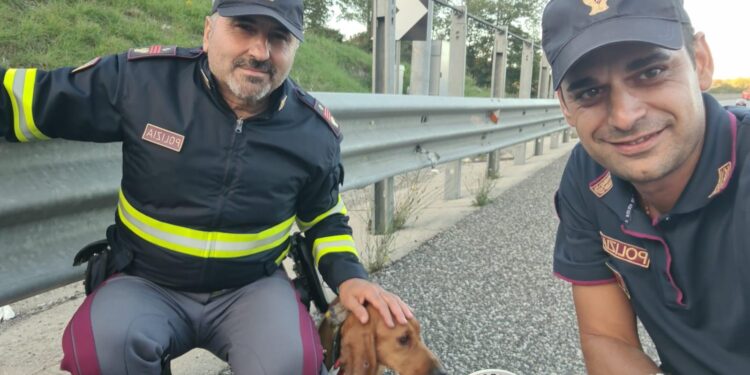 Cane abbandonato vaga in autostrada impaurito: salvato dagli agenti della Polizia Stradale di Eboli