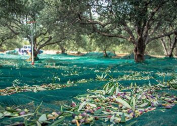 “Produzione olivicola nel salernitano di ottima qualità, ma rese in calo”: le stime di Aprol Campania e Coldiretti