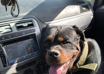 Salvitelle, cane scompare e viene trovato morto: forse ucciso a fucilate