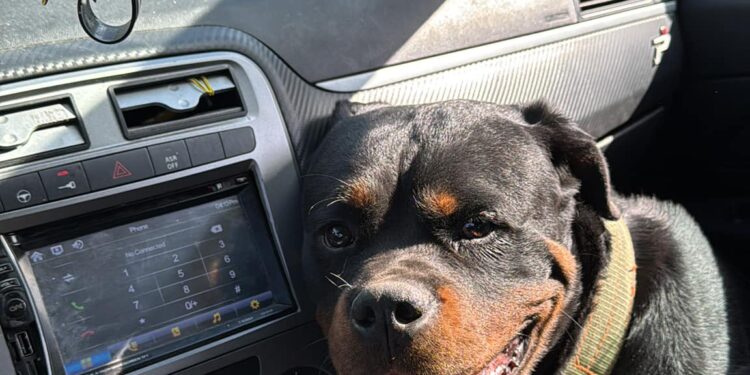 Salvitelle, cane scompare e viene trovato morto: forse ucciso a fucilate
