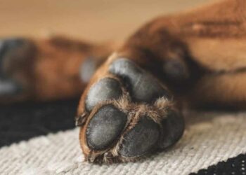 Morto il cane trovato in fin di vita a Ceraso. Il sindaco: “Disposta l’autopsia”