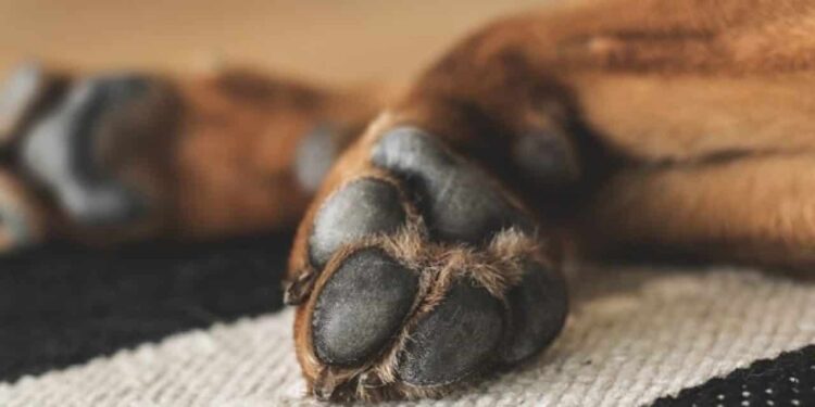 Morto il cane trovato in fin di vita a Ceraso. Il sindaco: “Disposta l’autopsia”
