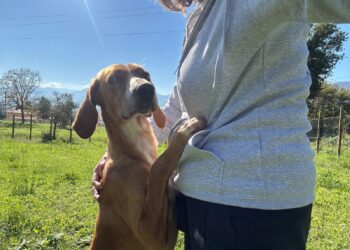 Cane avvelenato a San Pietro al Tanagro: sta bene e aspetta di essere adottato