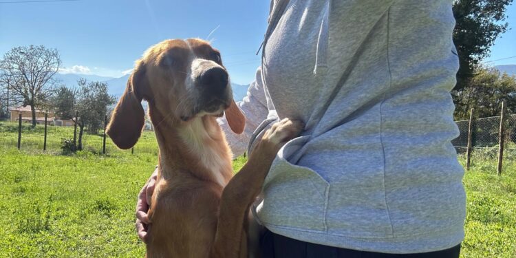 Cane avvelenato a San Pietro al Tanagro: sta bene e aspetta di essere adottato