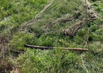 Tito: i Carabinieri Forestali liberano 30 cardellini e denunciano due persone