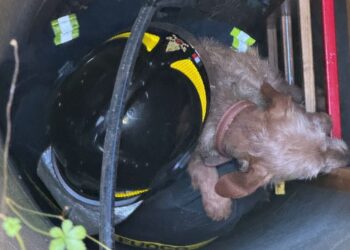 Cagnolino cade in un pozzo a Casaletto Spartano: salvato dai Vigili del Fuoco