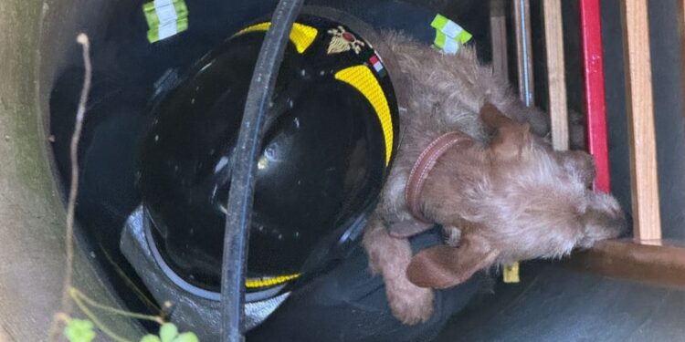 Cagnolino cade in un pozzo a Casaletto Spartano: salvato dai Vigili del Fuoco