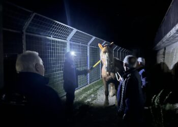 Allarme cavalli vaganti a Monte San Giacomo. Dopo il blitz altri animali in strada. La sindaca: “Siamo lasciati soli”