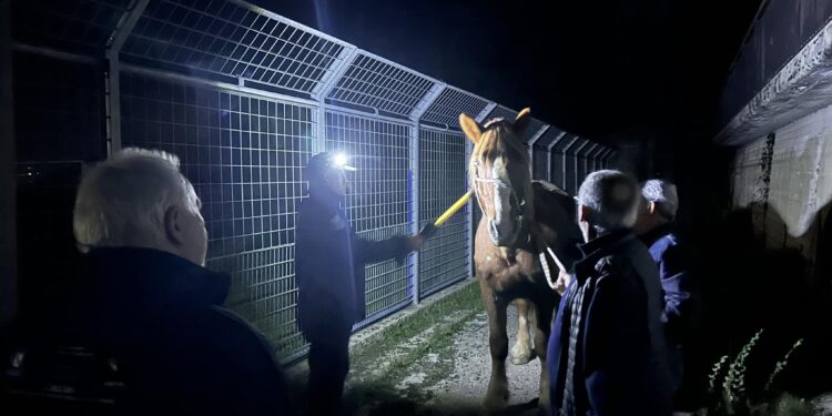 Allarme cavalli vaganti a Monte San Giacomo. Dopo il blitz altri animali in strada. La sindaca: “Siamo lasciati soli”