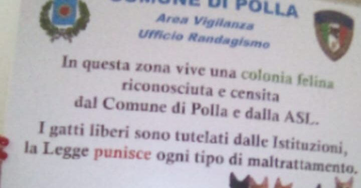 Scomparsa una colonia di gatti a Polla. La denuncia di Oipa: “Chiediamo intervento delle autorità”