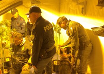 Aveva allestito una serra per coltivare marijuana in casa: nei un 39enne nel potentino