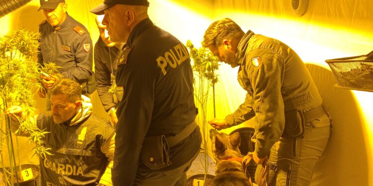 Aveva allestito una serra per coltivare marijuana in casa: nei un 39enne nel potentino
