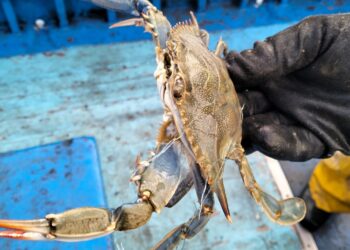 Granchi Blu in aumento anche in Campania. Arrivano indennizzi