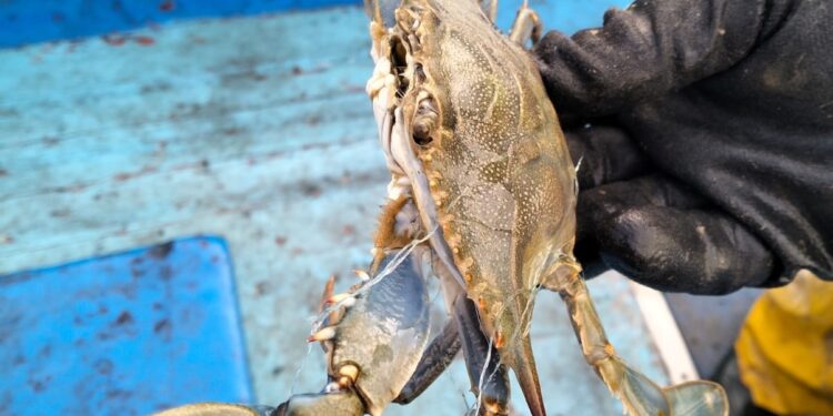 Granchi Blu in aumento anche in Campania. Arrivano indennizzi