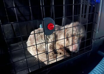 Ritrovato a Teggiano un cane smarrito 10 giorni fa: il microchip riunisce il cagnolino con i suoi proprietari