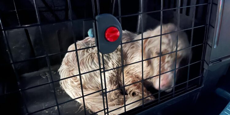 Ritrovato a Teggiano un cane smarrito 10 giorni fa: il microchip riunisce il cagnolino con i suoi proprietari