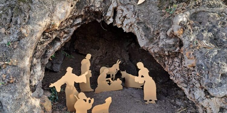 Sala Consilina: il 9 dicembre la tradizionale benedizione del “Presepe nell’albero monumentale”