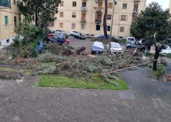 Tragedia sfiorata a Salerno dopo il crollo di un albero nel rione Santa Margherita