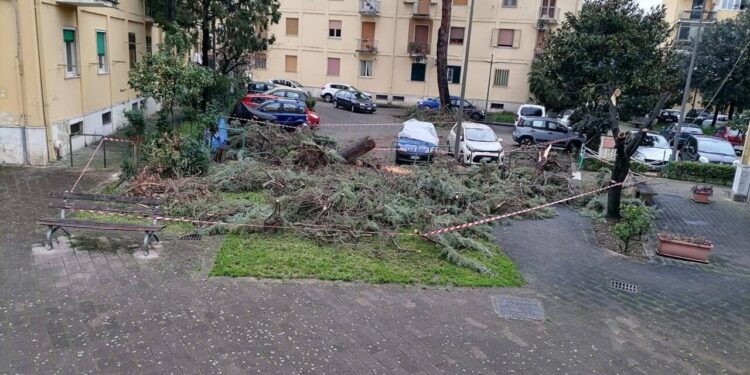Tragedia sfiorata a Salerno dopo il crollo di un albero nel rione Santa Margherita