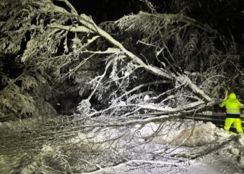 Alberi sulla carreggiata. Chiusa al traffico la strada tra Montesano e Moliterno. Disagi anche per l’interruzione di energia elettrica