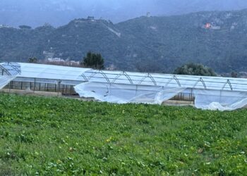 Emergenza maltempo nel salernitano: danni  all’agricoltura e situazione critica