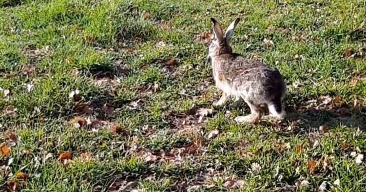 Dopo anni di attesa, 88 lepri sono tornate nel Vallo di Diano grazie all’ATC SA2