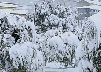 Maltempo in Basilicata: danni alle colture e disagi nel ritiro del latte dagli allevamenti