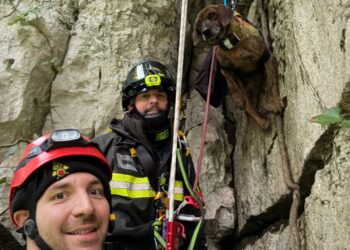 Cane cade nel fiume Sammaro a Roscigno: salvato dai Vigili del Fuoco
