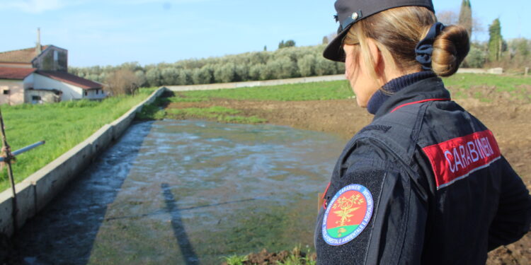Sequestrata un’azienda bufalina ad Eboli per smaltimento illecito di rifiuti