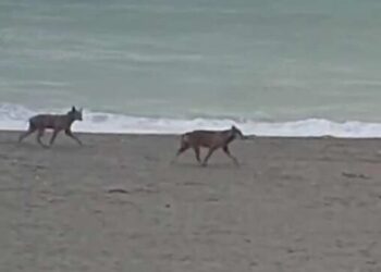 Policoro, avvistati lupi in spiaggia, la Regione Basilicata rassicura la popolazione