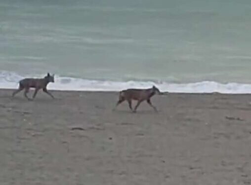 Policoro, avvistati lupi in spiaggia, la Regione Basilicata rassicura la popolazione