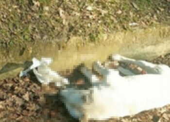 Caselle in Pittari: cinque cani trovati senza vita, si sospetta avvelenamento.