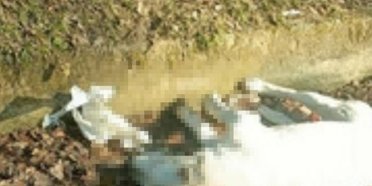 Caselle in Pittari: cinque cani trovati senza vita, si sospetta avvelenamento.