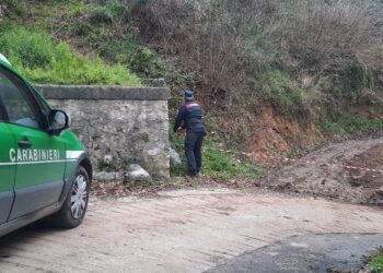 Taglia senza autorizzazioni alberi in area protetta per realizzare una pista carrabile: denunciato a Tramonti