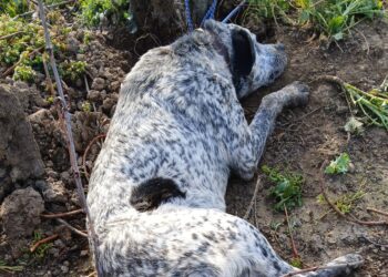 Catturati due dei cani che hanno aggredito il 74enne di Teggiano