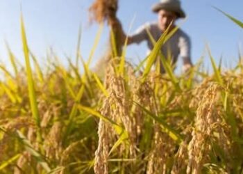 Questione migranti. Coldiretti Basilicata: “Bisogna superare il Click Day e gestire direttamente le domande per il lavoro agricolo”