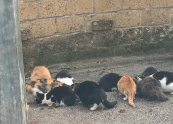 Colonia di gatti decimata a Polla, si teme avvelenamento: indagini in corso