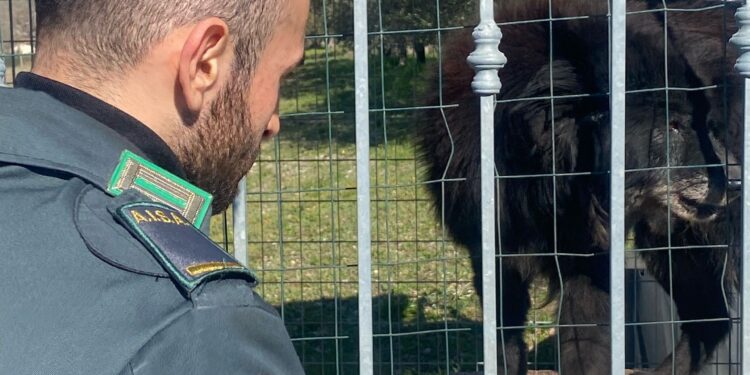 Cani maltrattati e in cucce fatiscenti: tre denunce nel Vallo di Diano