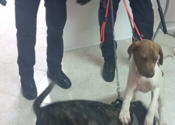 Cani maltrattati a Battipaglia: intervengono ASL e Polizia Municipale